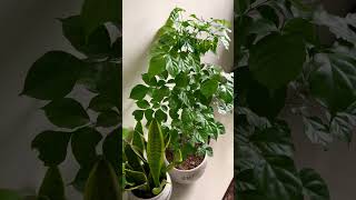 Beautiful indoor plant  Radermachera  China doll 👑🪴 shortsfeed viral [upl. by Clie]