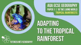 Plant amp Animal Adaptations Tropical Rainforests  AQA GCSE 91 Geography [upl. by Meghan486]