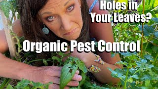 Holes in Your Leaves Organic Pest Control Solutions for your Vegetable Garden [upl. by Llehsal]