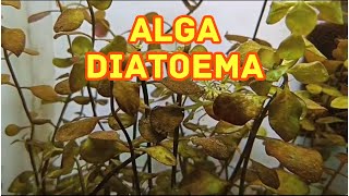 Problemas con el Alga Diatomea Marrón [upl. by Erek]