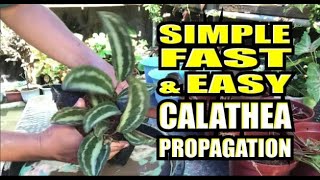 Propagating Calatheas or Prayer Plants the FASTEST and EASIEST WAY [upl. by Ajiak534]