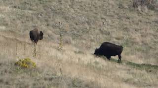 Bison on the Colville Indian Reservation P1160763 [upl. by Annaitsirk]