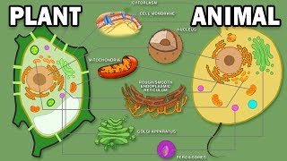 PLANT VS ANIMAL CELLS [upl. by Libbi]