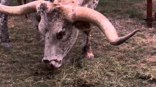 Texas Longhorn cattle [upl. by Etnaled642]