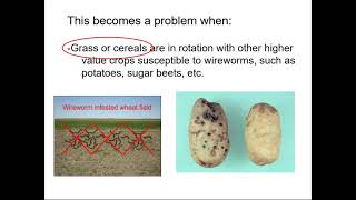 Wireworm Management Strategies [upl. by Reve]