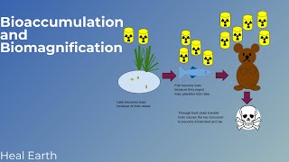 Bioaccumulation and Biomagnification  Minamata Disease  Heal Earth [upl. by Ennoira113]