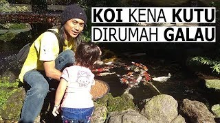 PENGOBATAN KUTU IKAN KOI FISH GARDEN BLITAR [upl. by Keithley]