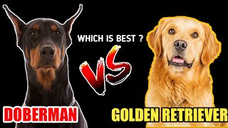 Doberman Pinscher vs Golden Retriever  In Hindi  which is better [upl. by Eilyk621]