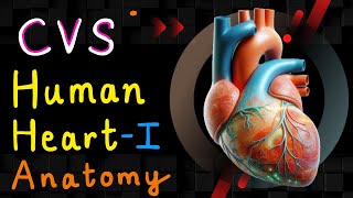 Human Heart  Part 01 Anatomy  Cardiovascular System  CVS Anatomy [upl. by Nadya]