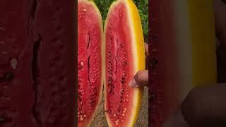 Yellow watermelon cut [upl. by Abdulla]