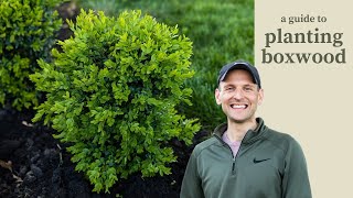 A Guide to Planting Boxwood [upl. by Lissa]