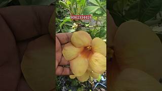 Allamanda Flower Colours  Allamanda Vine  Plants amp Flowers  gardening [upl. by Nagirrek]