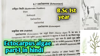 Ectocarpus algae In hindi  BSc first year botany 1st semester Microbiology and plant pathology [upl. by Yggam449]