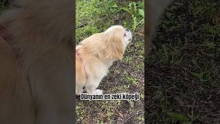 DÜNYANIN EN ZEKİ KÖPEĞİ  WORLDS SMARTEST DOG pekingese [upl. by Corette996]