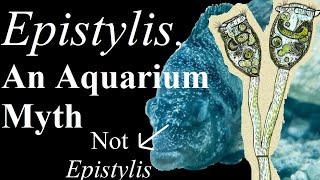 Epistylis a misunderstood aquarium fish disease [upl. by Rebmik]