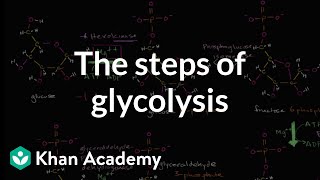 Steps of glycolysis  Cellular respiration  Biology  Khan Academy [upl. by Polito]