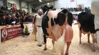 UK Dairy Expo 2016Mature Holstein Class [upl. by Etnwahs754]