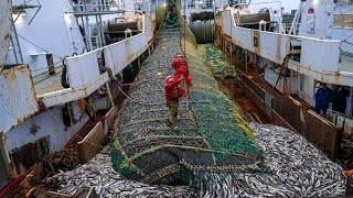 Europeans Fishermen Use Robots to Catch Hundreds of Tons of Fish This Way  Purse seine fishing [upl. by Byram]