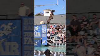 Winning Leap at the Dock Dogs Vertical Extreme Competition dog animals dogsports [upl. by Rog]