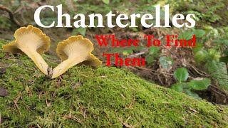 Where to find chanterelle mushrooms [upl. by Araik]