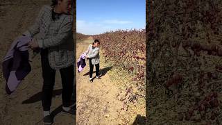 Interesting Harvest Method Chinese Red Dates  Dried Jujube Fruits Farm shorts satisfying [upl. by Wolford]