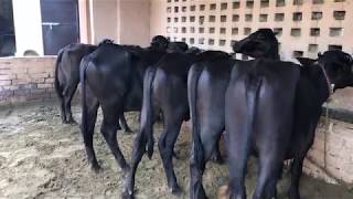 For Sale  6 Murrah Female Calf at SDFSansaniwal Dairy Farm 9812319308 [upl. by Roderigo145]