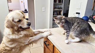 Kitty picking a fight with Golden Retriever again🤣 [upl. by Leilamag222]