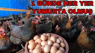 300 TAVUKTAN 1 GÜNDE KAÇ TANE YUMURTA TOPLADIM  HER YER YUMURTA [upl. by Socrates]