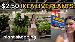 250 LIVE PLANTS AT IKEA Plant Styling Inspo amp Houseplant Shopping at IKEA [upl. by Royall]