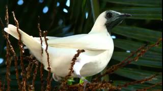 Pájaro Campana Cantando Sonido para Llamar El Mejor [upl. by Julianna891]