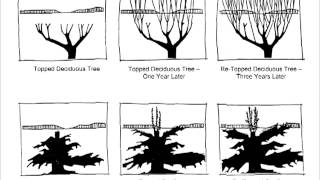 Tree Pruning Chapter 1 [upl. by Murial]