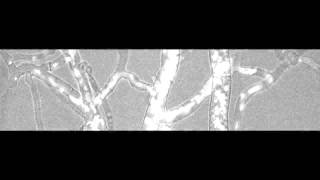 Nuclear traffic in a filamentous fungus [upl. by Keary83]