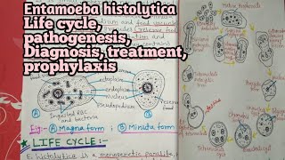 Entamoeba histolytica full notes explained in hindi  part 2 [upl. by Friedly]