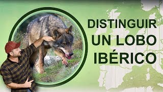 Cómo distinguir un lobo ibérico EDUCACIÓN AMBIENTAL [upl. by Lered420]