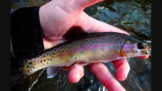 Fly fishing western North Carolina with Gordon Vanderpool [upl. by Millford]