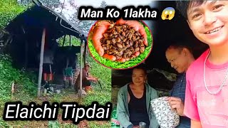 Village Lifestyle  elaichi Tipdai bagan ma  elaichi kheti in Nepal [upl. by Emerej]