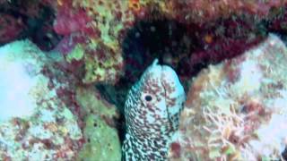 Cozumel Mexicos best snorkeling beach DzulHa [upl. by Goodson]