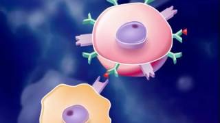 The Immune Response HD Animation [upl. by Bergmann]