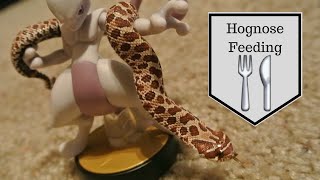 baby hognose snake feeding [upl. by Perl339]