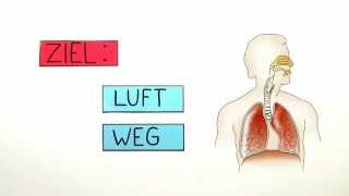 Atmung Der Weg durch den Körper  Biologie  Humanbiologie [upl. by Ahseid434]