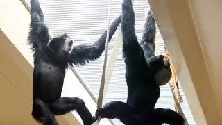 Siamang Gibbons howling and playing [upl. by Nerej]