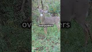 Ultimate Mock Scrape Advice For Whitetail Deer whitetailhabitat deerhunting mockscrapesfordeer [upl. by Adnovad]