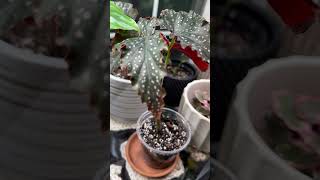 Begonia are so underrated Stunning houseplants indoorplants plants plantcare houseplantlover [upl. by Dacia80]