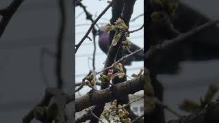 Cherry blossoms in tokyo Japan [upl. by Nnyrb]