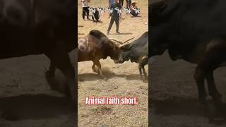 Animal faith short youtubeshorts mitthu muve haus cow [upl. by Sewellyn]