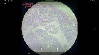 Histology of mammary gland slide identification and explanation [upl. by Brunella]