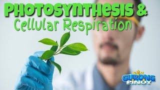 Photosynthesis amp Cellular Respiration [upl. by Marcela]