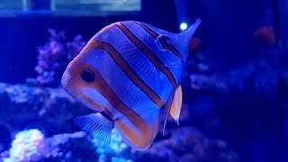 Copperband butterflyfish Chelmon rostratus [upl. by Teferi302]