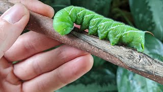 10 Ways To Control And Prevent Hornworms In Your Garden  Simple And Organic [upl. by Vocaay]