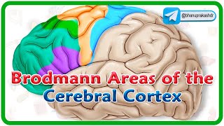 Brodmann areas of the cerebral cortex  Lobes of the brain Structure and function  Neuroanatomy [upl. by Farrar240]